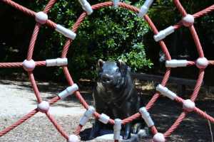 carrick hill 2014 (17)